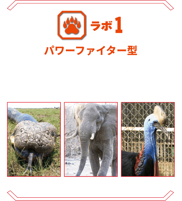 ラボ1 パワーファイター型 | アフリカゾウ、オオアナコンダなどの巨大生物たち。その巨体が生み出す圧倒的なパワーを解明。オオアナコンダ アフリカゾウ ヒクイドリ