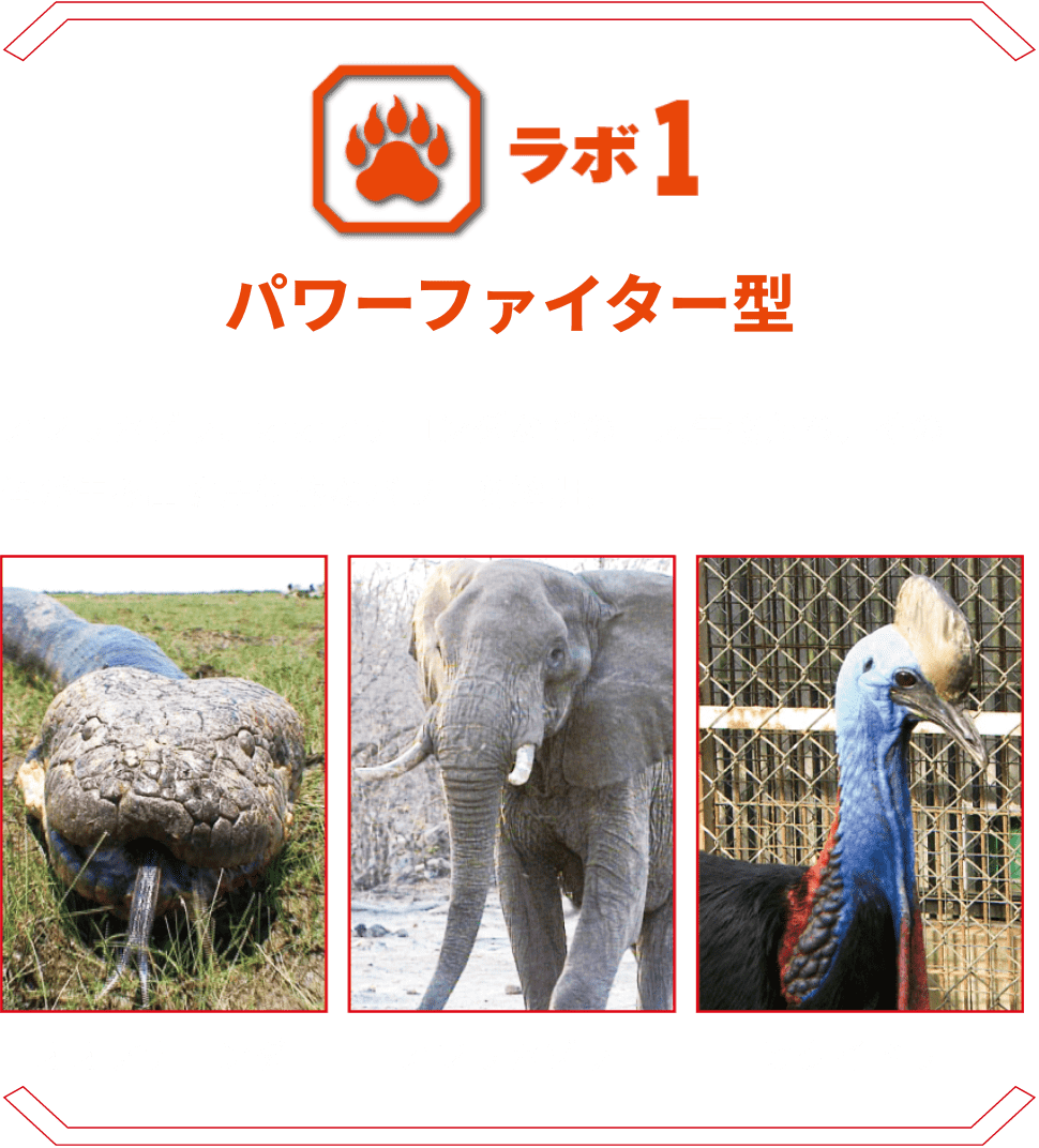 ラボ1 パワーファイター型 | アフリカゾウ、オオアナコンダなどの巨大生物たち。その巨体が生み出す圧倒的なパワーを解明。オオアナコンダ アフリカゾウ ヒクイドリ