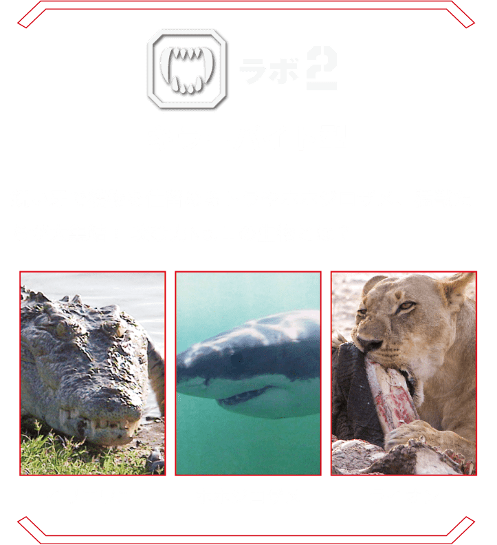 ラボ2 キラーバイト型 | 鋭い牙で獲物を仕留めるトラやホホジロザメ、猛獣たちが大集結！ 咬む力No.１の生物とは？イリエワニ ホホジロザメ ライオン