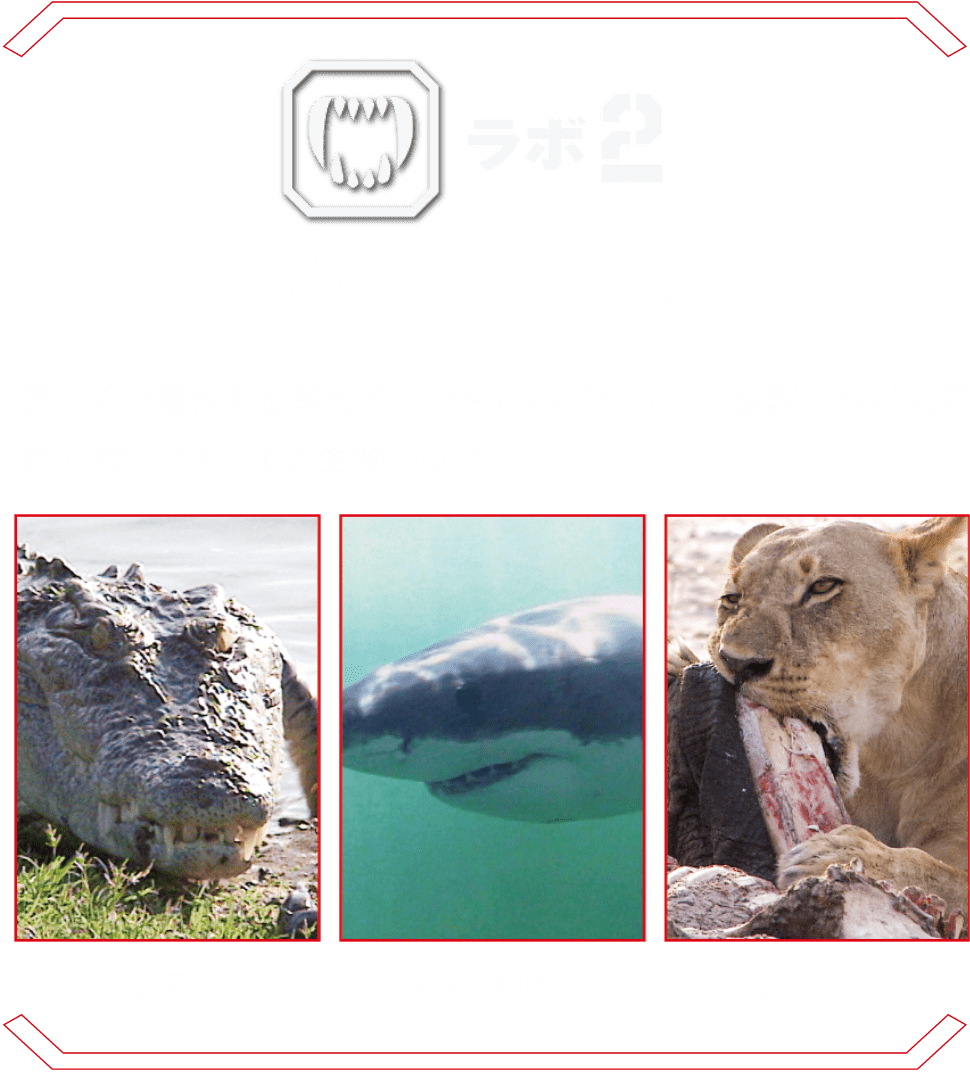 ラボ2 キラーバイト型 | 鋭い牙で獲物を仕留めるトラやホホジロザメ、猛獣たちが大集結！ 咬む力No.１の生物とは？イリエワニ ホホジロザメ ライオン