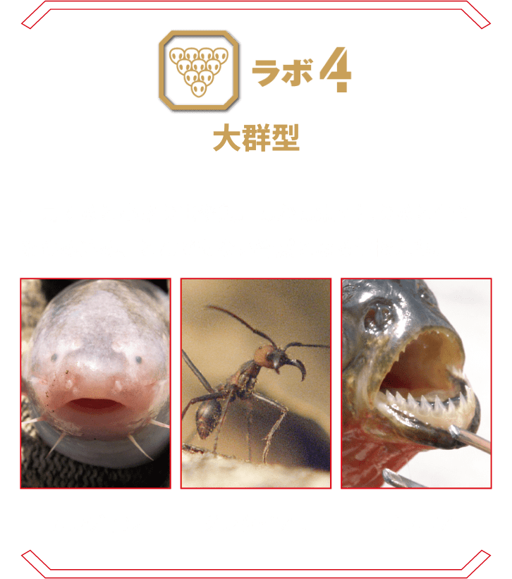 ラボ4 大群型 | 一見すると小さな虫や魚。しかし集団になると全てをのみ込み、とんでもない脅威となる生物たち。 カンディル グンタイアリ ピラニア