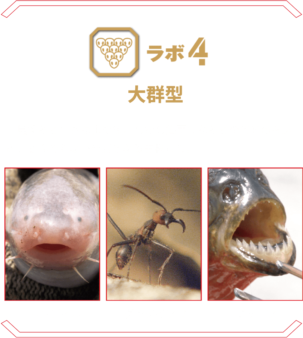ラボ4 大群型 | 一見すると小さな虫や魚。しかし集団になると全てをのみ込み、とんでもない脅威となる生物たち。 カンディル グンタイアリ ピラニア