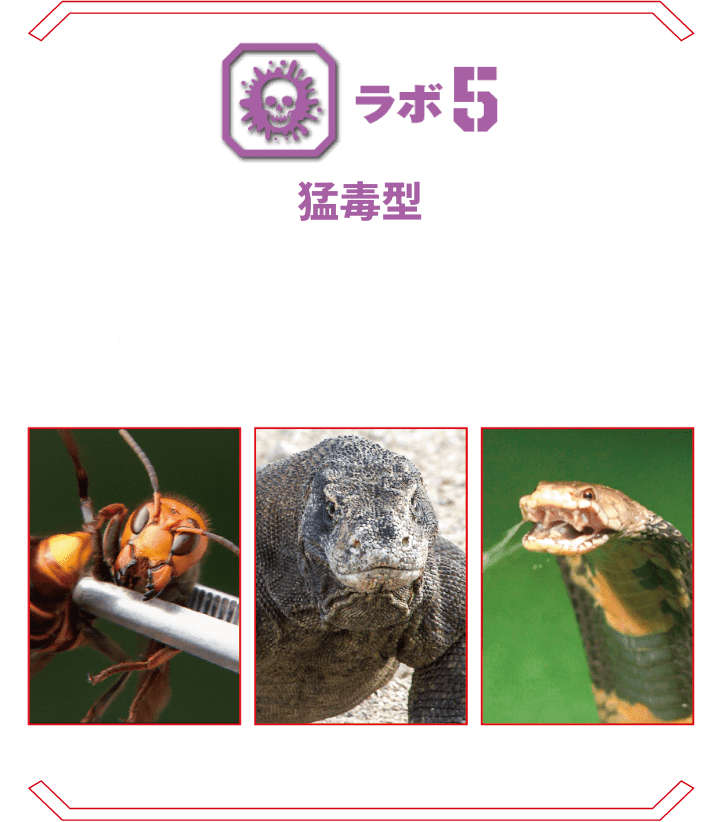 ラボ5 猛毒型 | 昆虫、爬虫類から猛毒のクラゲなどの無脊椎動物、そして哺乳類まで様々な生物の持つ毒を科学で解析。 オオスズメバチ コモドオオトカゲ ドクフキコブラ