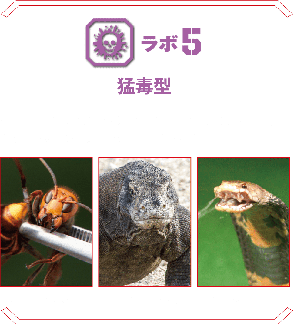 ラボ5 猛毒型 | 昆虫、爬虫類から猛毒のクラゲなどの無脊椎動物、そして哺乳類まで様々な生物の持つ毒を科学で解析。 オオスズメバチ コモドオオトカゲ ドクフキコブラ