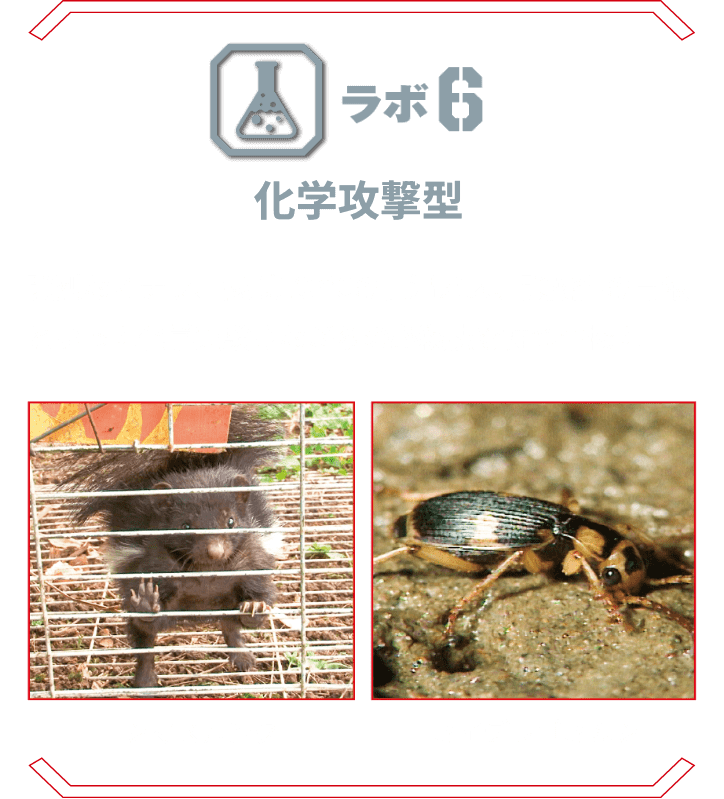 ラボ6 化学攻撃型 | 強烈なオナラ、摂氏100℃の高温ガス、強酸性の胃液といった化学実験さながらの必殺技を持つ生物たち。 シマスカンク ミイデラゴミムシ