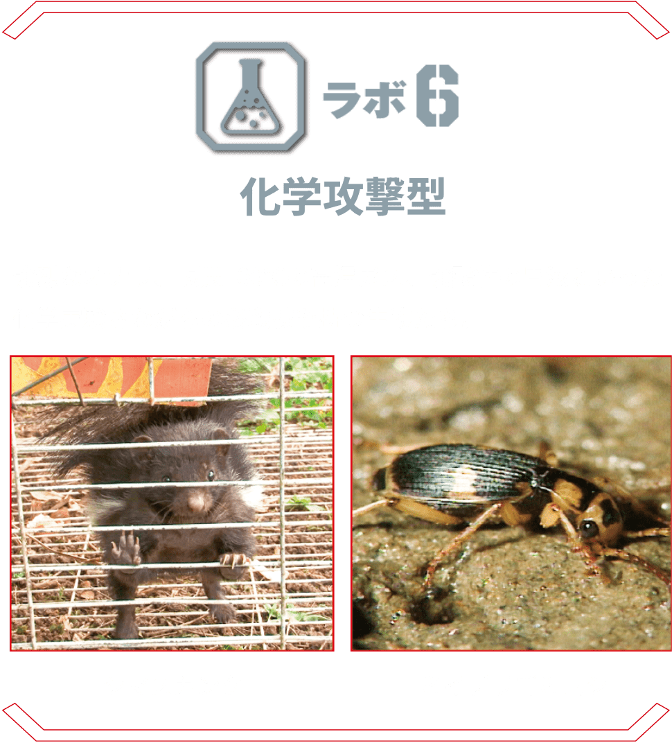 ラボ6 化学攻撃型 | 強烈なオナラ、摂氏100℃の高温ガス、強酸性の胃液といった化学実験さながらの必殺技を持つ生物たち。 シマスカンク ミイデラゴミムシ