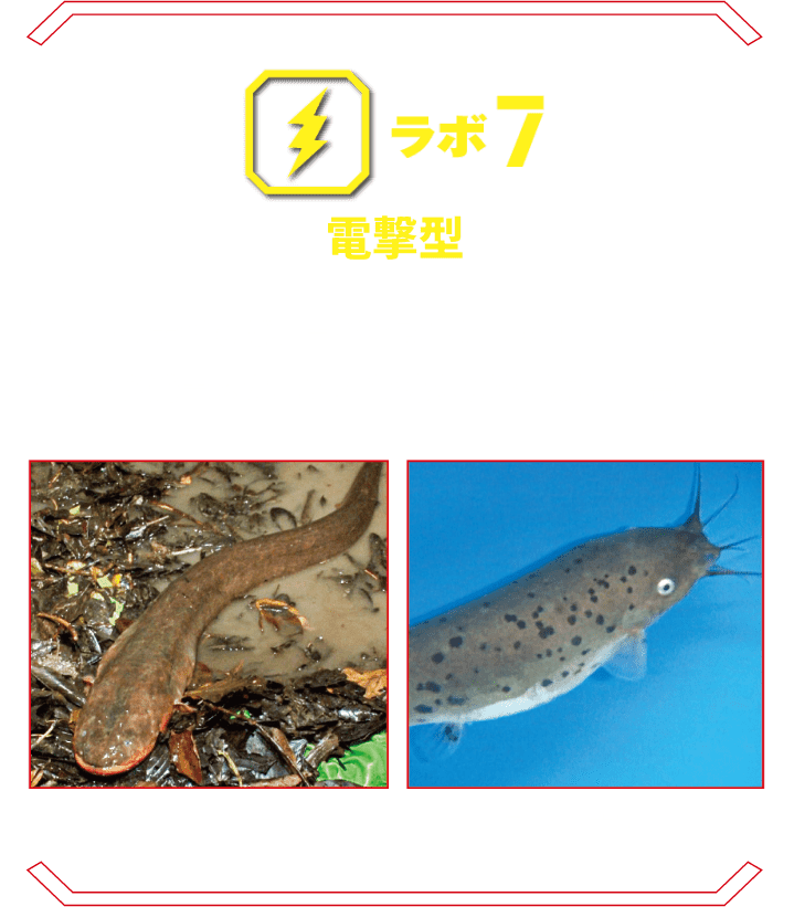 ラボ7 電撃型 | デンキウナギなど、電撃を武器とする生物たち。その驚くべき発電メカニズムを特殊な透明標本で展示。 デンキウナギ デンキナマズ