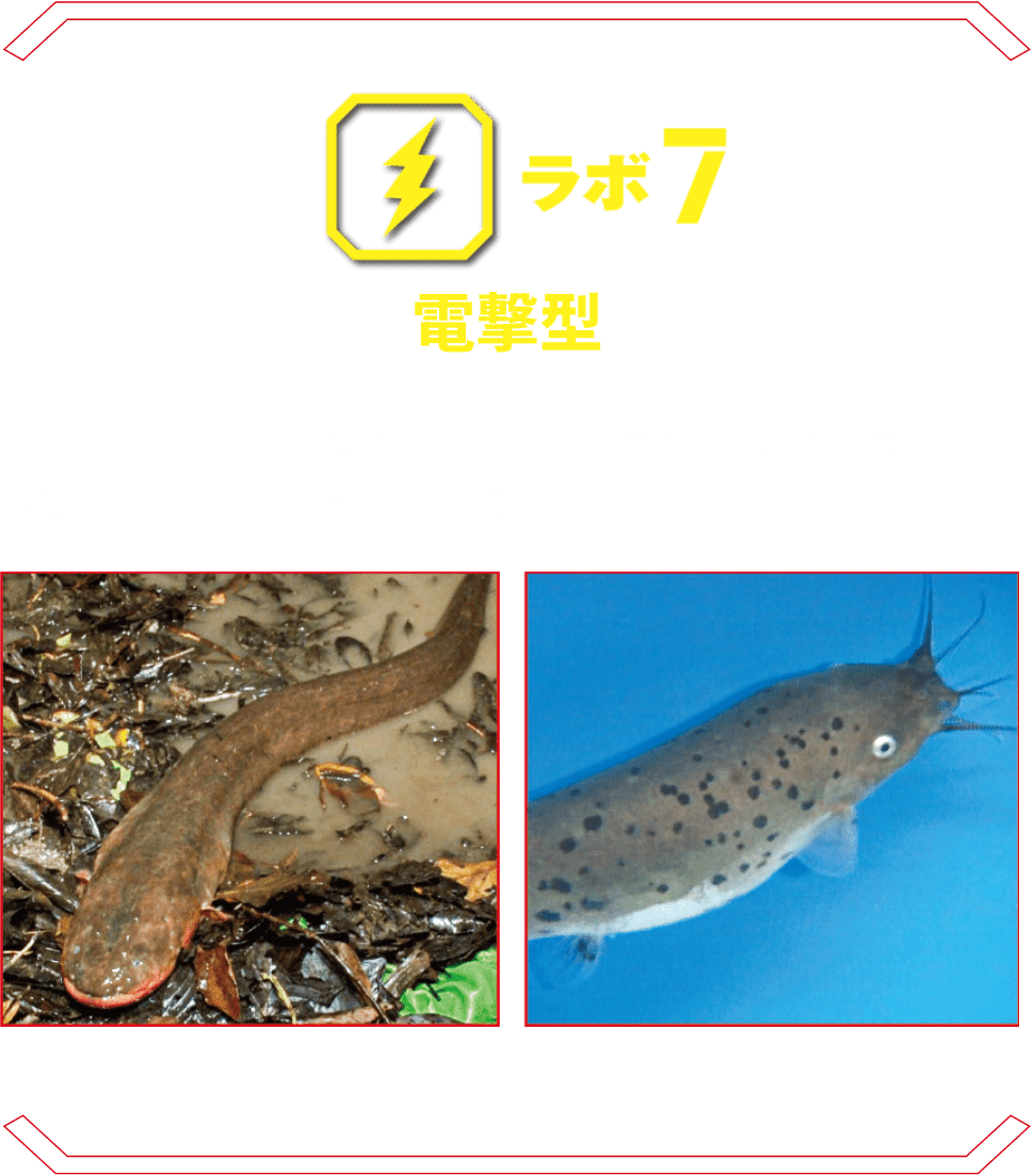 ラボ7 電撃型 | デンキウナギなど、電撃を武器とする生物たち。その驚くべき発電メカニズムを特殊な透明標本で展示。 デンキウナギ デンキナマズ