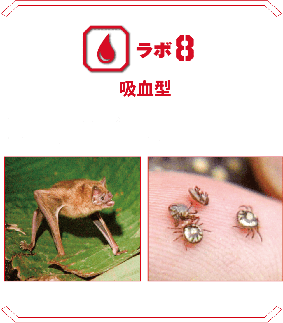 ラボ8 吸血型 | 脅威の吸血生物たち。血を吸うだけでなく、媒介される感染症の危険性を拡大模型でわかりやすく解説。 チスイコウモリ マダニ