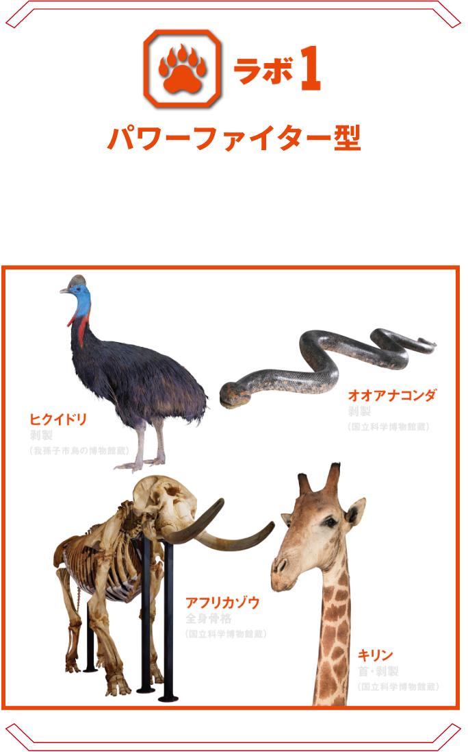 ラボ1 パワーファイター型 | アフリカゾウ、オオアナコンダなどの巨大生物たち。その巨体が生み出す圧倒的なパワーを解明。 オオアナコンダ アフリカゾウ ヒクイドリ