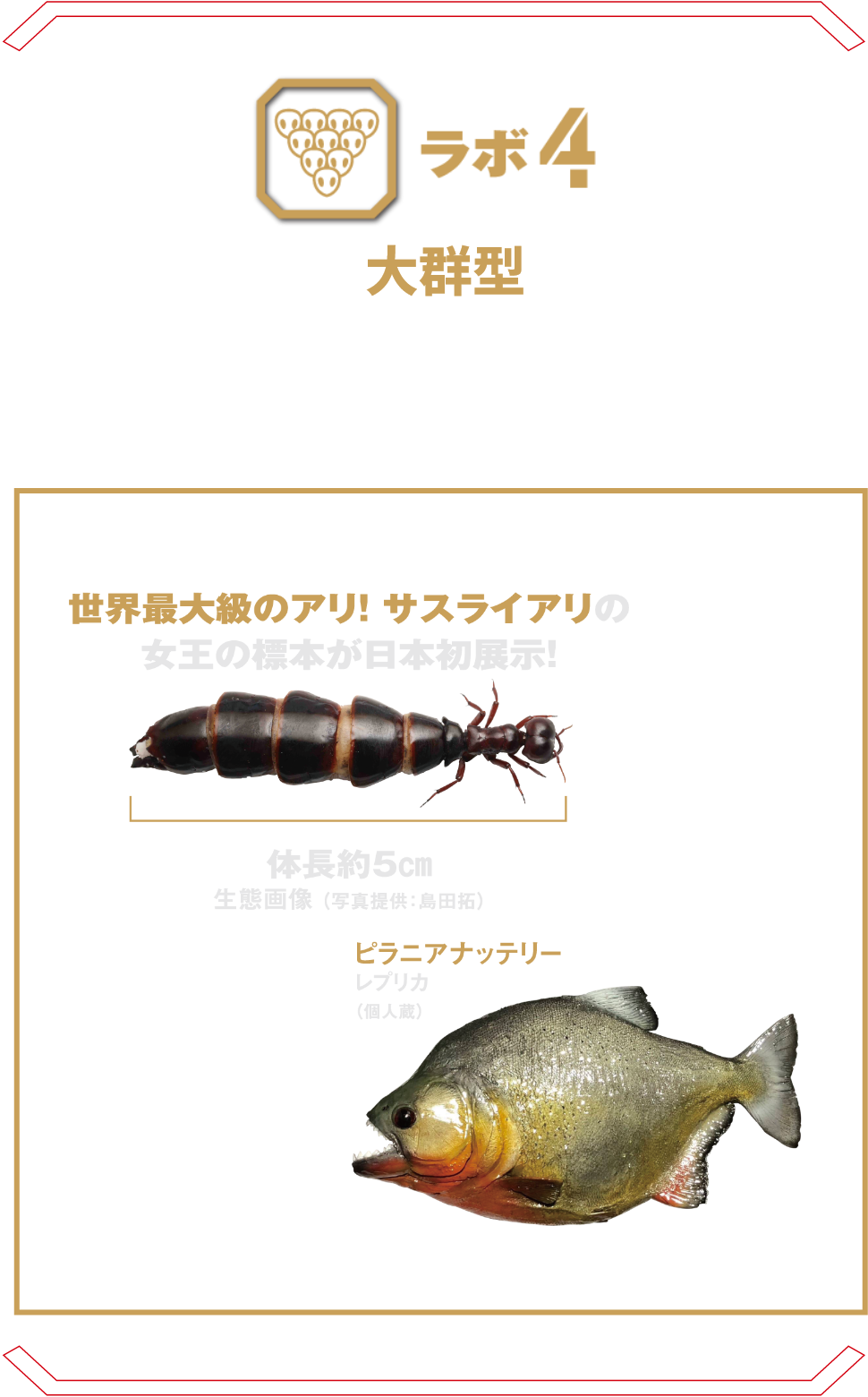ラボ4 大群型 | 一見すると小さな昆虫や魚。しかし集団になると全てをのみ込み、とんでもない脅威となる。 カンディル グンタイアリ ピラニア