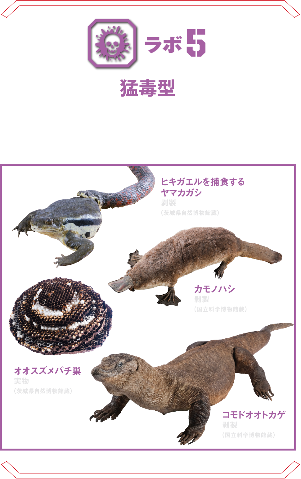 ラボ5 猛毒型 | 昆虫、爬虫類からクラゲやヒョウモンダコなどの海生無脊椎動物、そして哺乳類まで様々な生物の持つ毒を科学で解析。 オオスズメバチ コモドオオトカゲ ドクフキコブラ