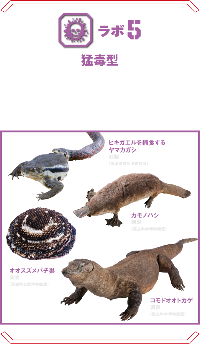 ラボ5 猛毒型 | 昆虫、爬虫類からクラゲやヒョウモンダコなどの海生無脊椎動物、そして哺乳類まで様々な生物の持つ毒を科学で解析。 オオスズメバチ コモドオオトカゲ ドクフキコブラ