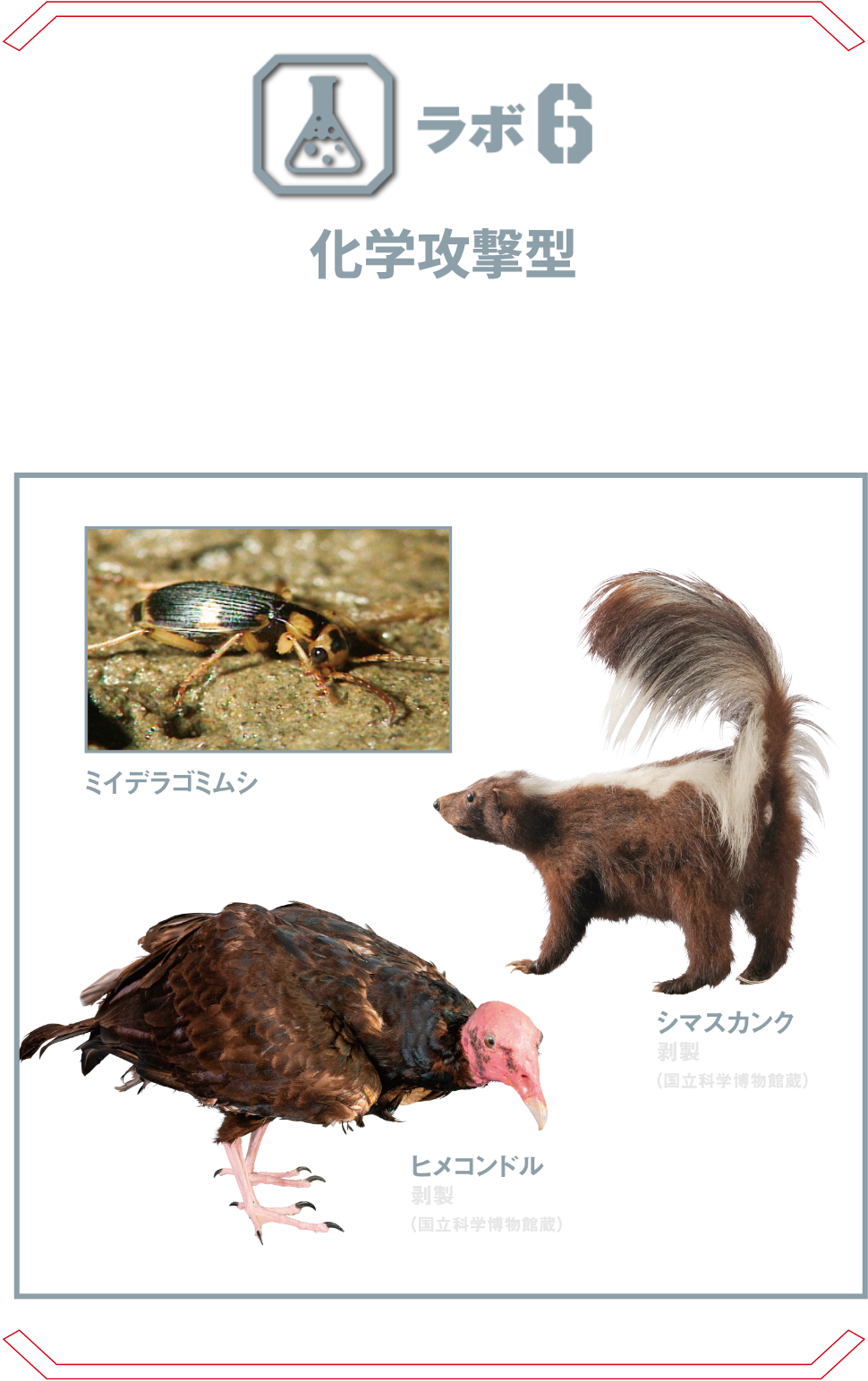 ラボ6 化学攻撃型 | 強烈なオナラ、摂氏100℃の高温ガス、強酸性の胃液といった化学実験さながらの必殺技を持つ生物たち。 シマスカンク ミイデラゴミムシ