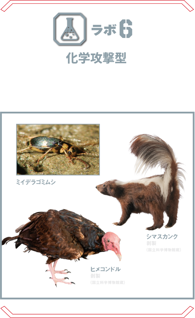ラボ6 化学攻撃型 | 強烈なオナラ、摂氏100℃の高温ガス、強酸性の胃液といった化学実験さながらの必殺技を持つ生物たち。 シマスカンク ミイデラゴミムシ