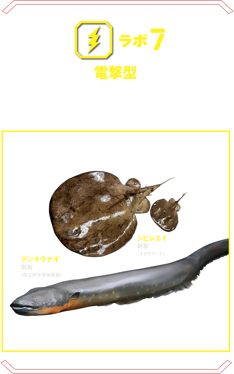 ラボ7 電撃型 | デンキウナギなど、電撃を武器とする生物たち。その驚くべき発電メカニズムを特殊な透明標本で解説。 デンキウナギ デンキナマズ