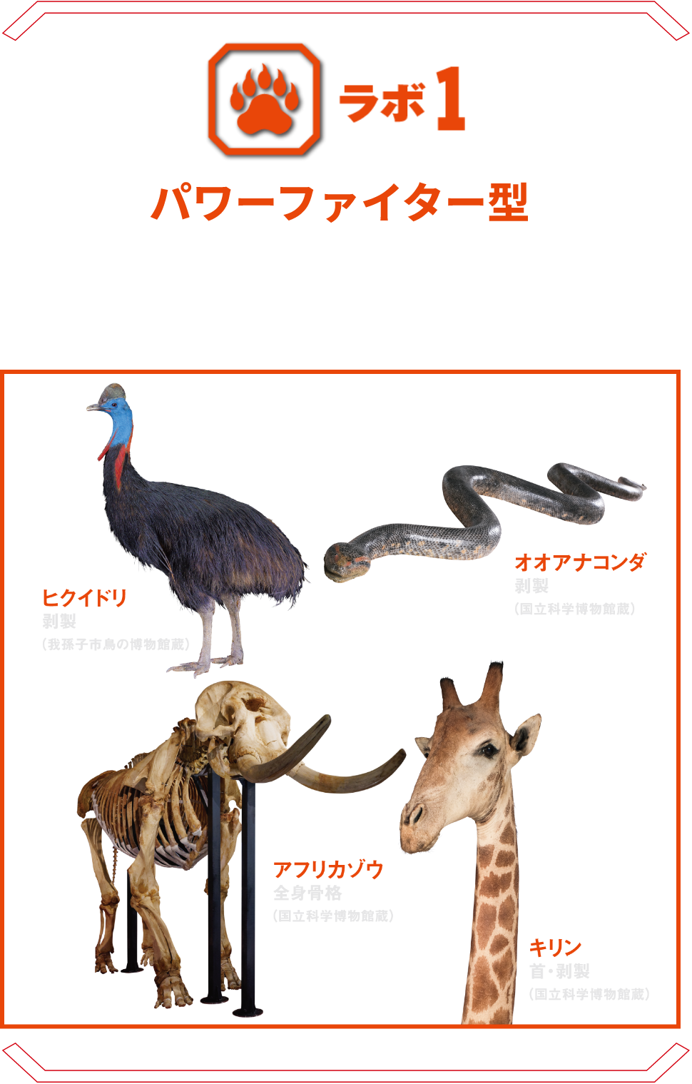 ラボ1 パワーファイター型 | アフリカゾウ、オオアナコンダなどの巨大生物たち。その巨体が生み出す圧倒的なパワーを解明。 オオアナコンダ アフリカゾウ ヒクイドリ