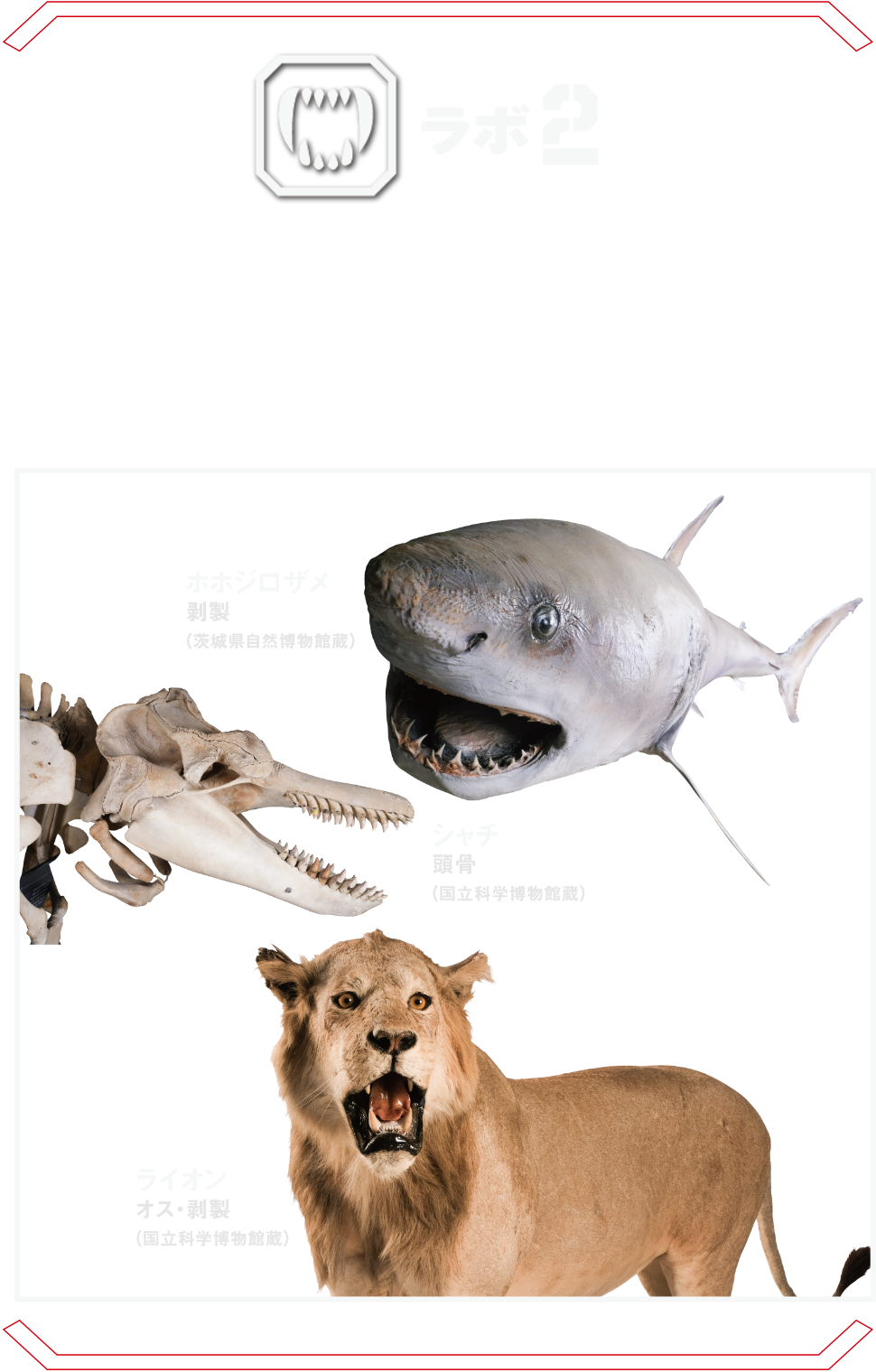 ラボ2 キラーバイト型 | 鋭い牙で獲物を仕留めるトラやホホジロザメなどの猛獣たちが大集結！ 咬む力No.1の生物とは？ イリエワニ ホホジロザメ ライオン