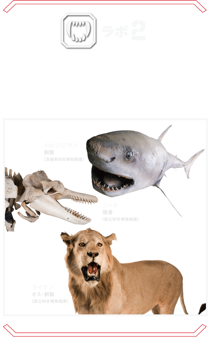 ラボ2 キラーバイト型 | 鋭い牙で獲物を仕留めるトラやホホジロザメなどの猛獣たちが大集結！ 咬む力No.1の生物とは？ イリエワニ ホホジロザメ ライオン