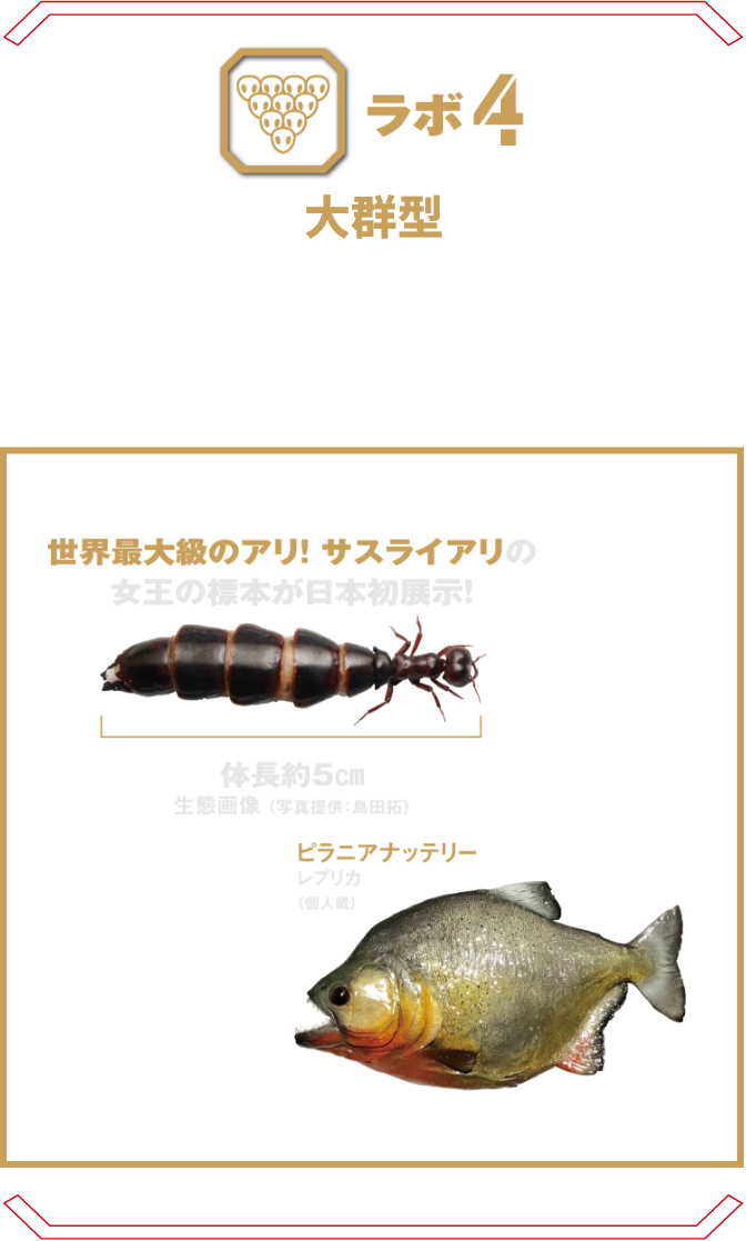 ラボ4 大群型 | 一見すると小さな昆虫や魚。しかし集団になると全てをのみ込み、とんでもない脅威となる。 カンディル グンタイアリ ピラニア
