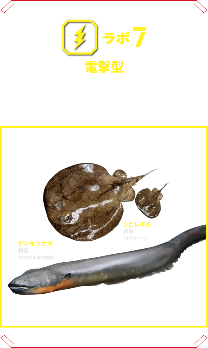 ラボ7 電撃型 | デンキウナギなど、電撃を武器とする生物たち。その驚くべき発電メカニズムを特殊な透明標本で解説。 デンキウナギ デンキナマズ